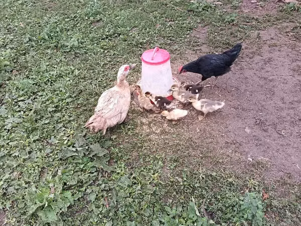 Domestic Muscovy — Ozarbayjon