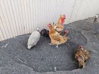 gallina danesa — foto 2