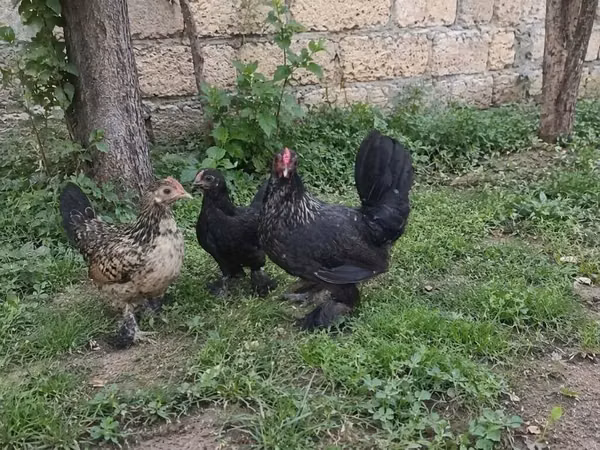 ياباني بانتام