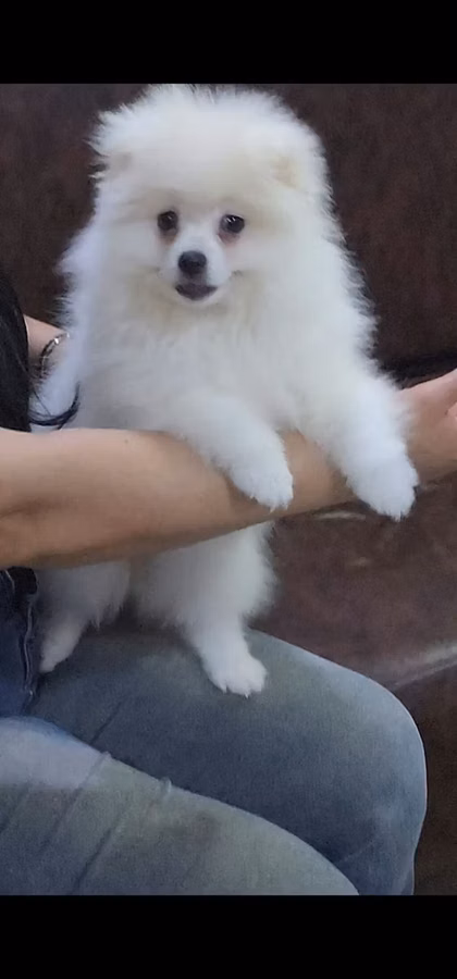 Məhsul: Pomeranian Spitz balası - Rəng: qar kimi ağ - Xəz: sıx
