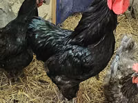 Brahma — foto 7