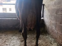 Kuh, Swiss cattle — Foto 4