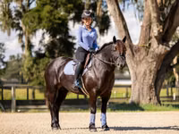 კვიცი, Percheron — ფოტო 7