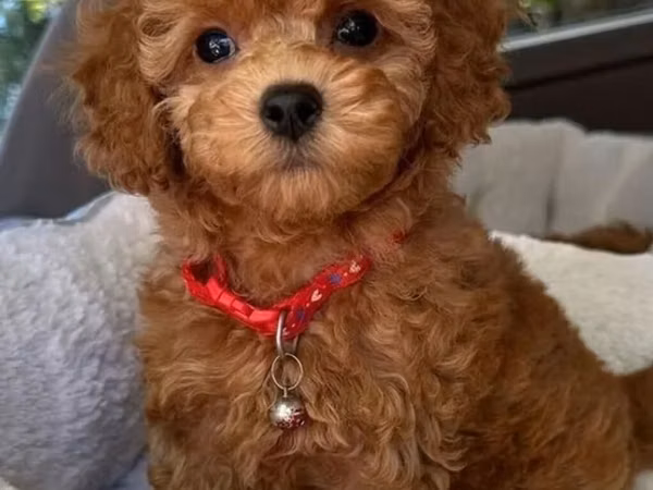 Məhsul: Toy pudel balaları • Növ: Toy Poodle (miniatür) • Mənşə