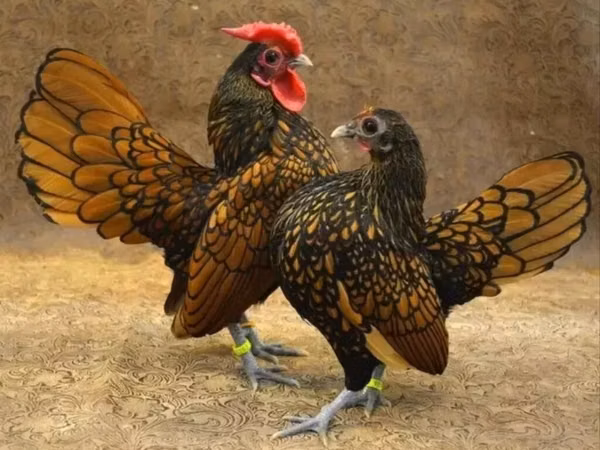 Chickens — أذربيجان
