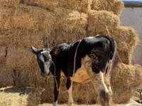 Krava, Russian Black pied cattle — foto 2