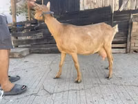 Goat, Goats — photo 2