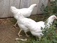 Australorp — foto 2