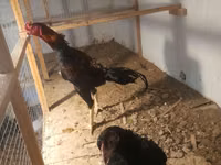 Chickens — foto 2