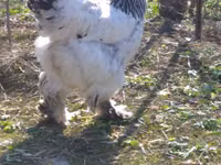 Brahma — foto 2