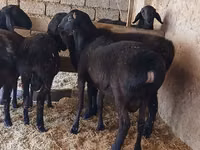 Bélier, Moutons — photo 2
