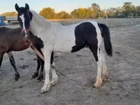 Cheval, Friesian — photo 8