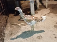 Chickens — photo 3