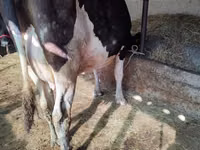 Vaca, Raça Holstein — foto 2