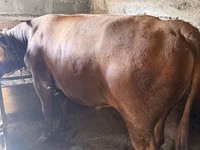 Bull, Cattle — photo 2