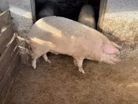 Pigs (batch, sex not specified), Pigs — photo 2