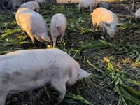 母猪, Pigs — 照片 1