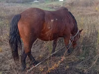 母马, Horses — 照片 2