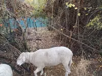 公羊, Sheep — 照片 3