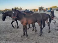 Cheval, Friesian — photo 1