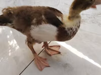 Ducks — zdjęcie 2