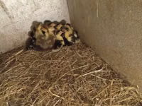 Ducks — zdjęcie 3