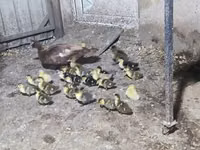 Ducks — foto 3