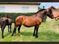 Mare, Horses — photo 1