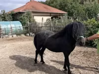 Cheval, Welsh Cob — photo 1