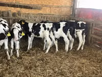 Touro, Russian Black pied cattle — foto 3