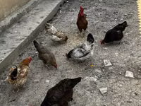 Chickens — foto 1