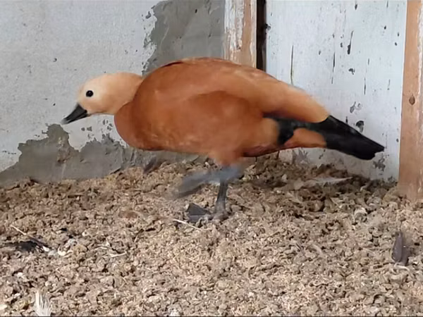 Ducks — Ozarbayjon