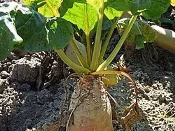Անասնակեր բազուկ