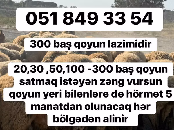 Ovce, Ovce