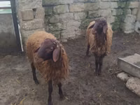 Koç, Blackheaded Persian sheep — foto 2