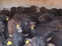 Bovinos (lote, sexo no especificado), Búfalo Africano — foto 1