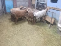 பெண் ஆடு, Arashan sheep — புகைப்படம் 2