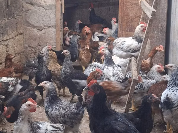 Chickens — Azerbaijão