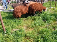 公山羊, Goats — 照片 1