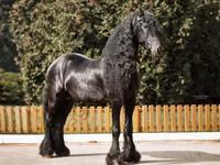 ცხენი, Friesian — ფოტო 5