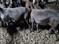 Bélier, Moutons — photo 1