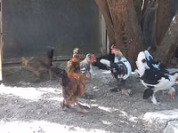 Bantam japonesa — foto 4