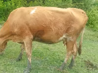 Vaca, Simmental cattle — foto 4