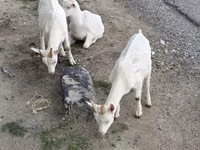 Cabra, Cabras — foto 4