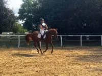 குதிரை, Oldenburg horse — புகைப்படம் 4