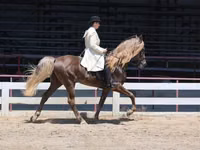 Cavalo, Rocky Mountain Horse — foto 3