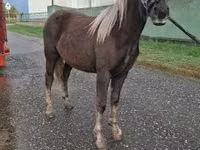 母马, Horses — 照片 4