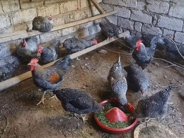 Chickens