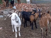 Koza, Alpine goat — zdjęcie 8