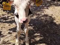 Taureau, Race Holstein — photo 4
